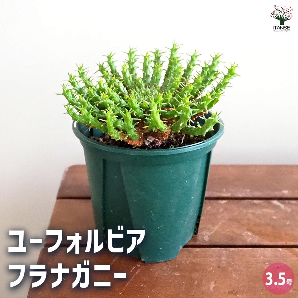 ユーフォルビア フラナガニー 【多肉植物 3.5号／1個売り】｜ 【植物の