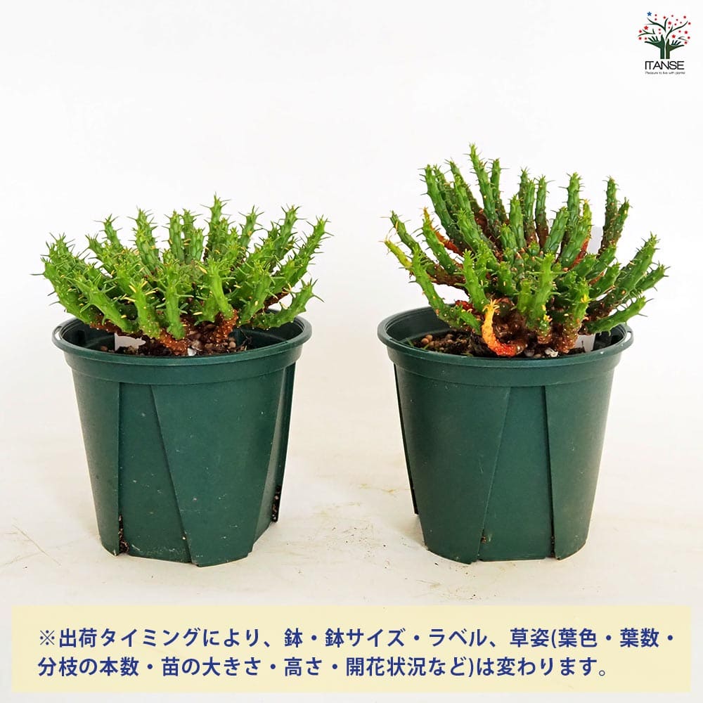 ユーフォルビア フラナガニー 【多肉植物 3.5号／1個売り】｜ 【植物の