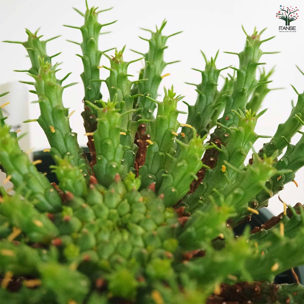 ユーフォルビア フラナガニー 【多肉植物 3.5号／1個売り】｜ 【植物の