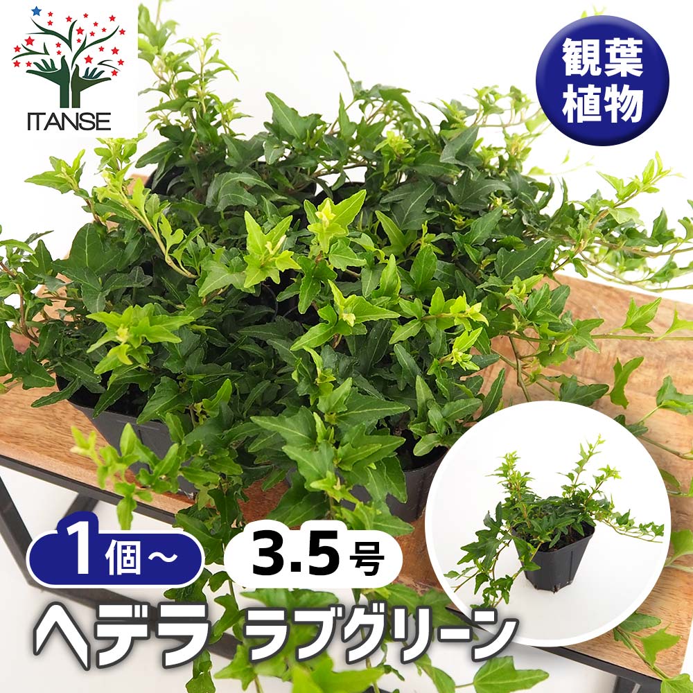 ヘデラ ラブグリーン 【観葉植物 3.5号】