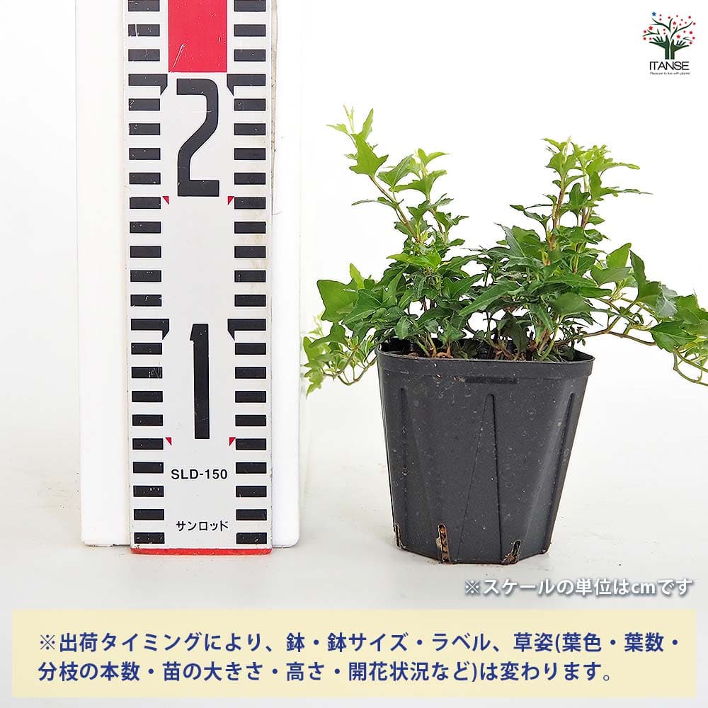 ヘデラ ラブグリーン 【観葉植物 3.5号】