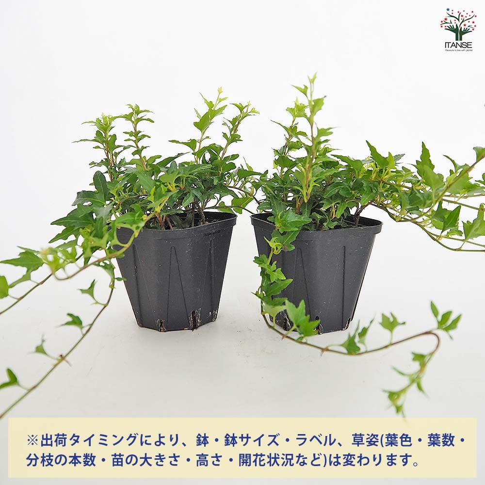 ヘデラ ラブグリーン 【観葉植物 3.5号】