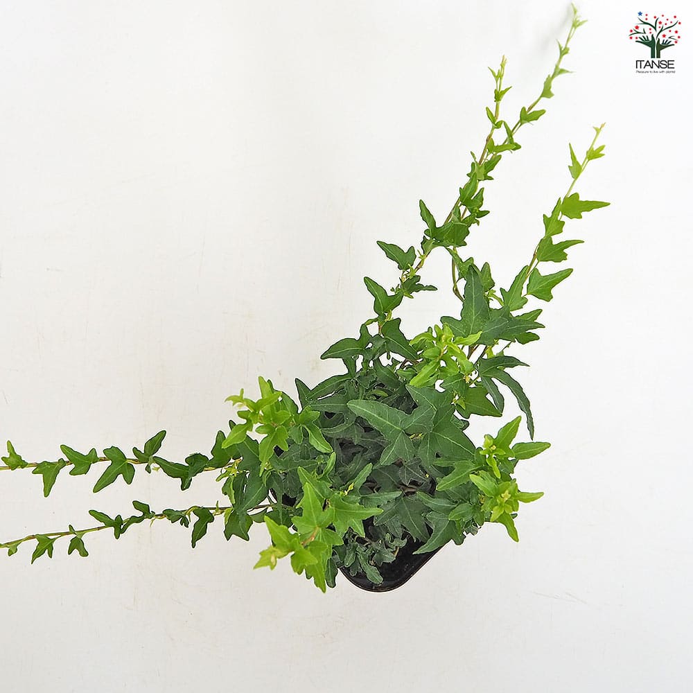 ヘデラ ラブグリーン 【観葉植物 3.5号】