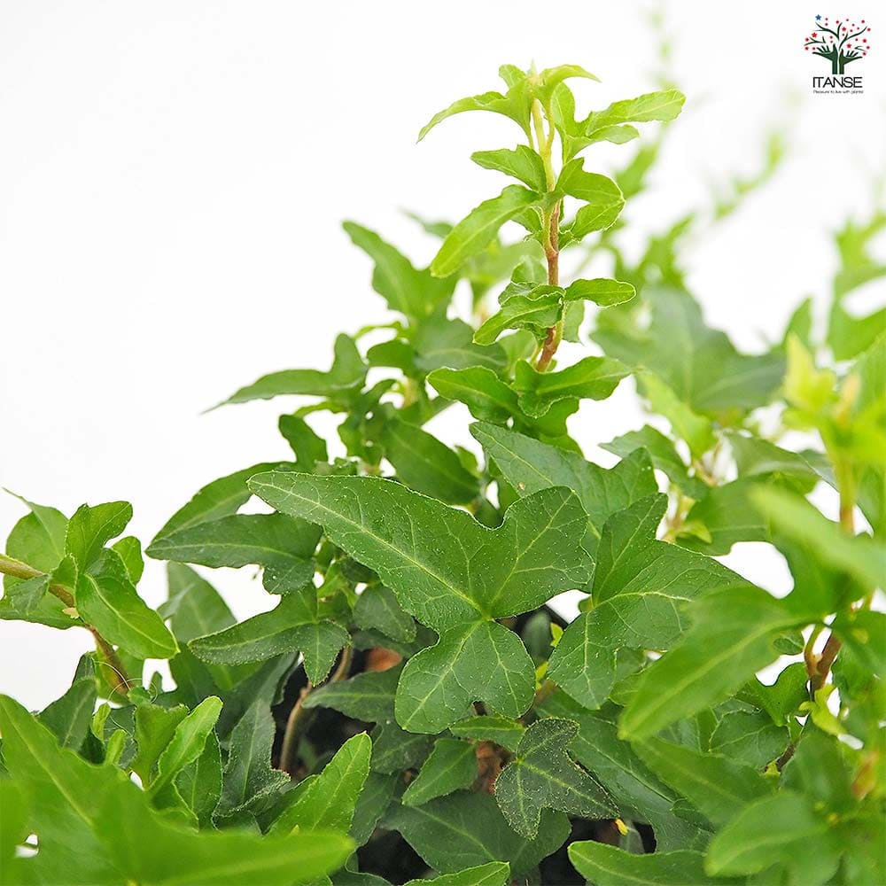 ヘデラ ラブグリーン 【観葉植物 3.5号】