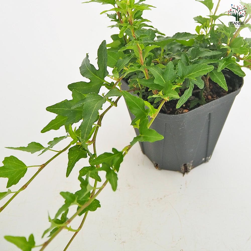 ヘデラ ラブグリーン 【観葉植物 3.5号】