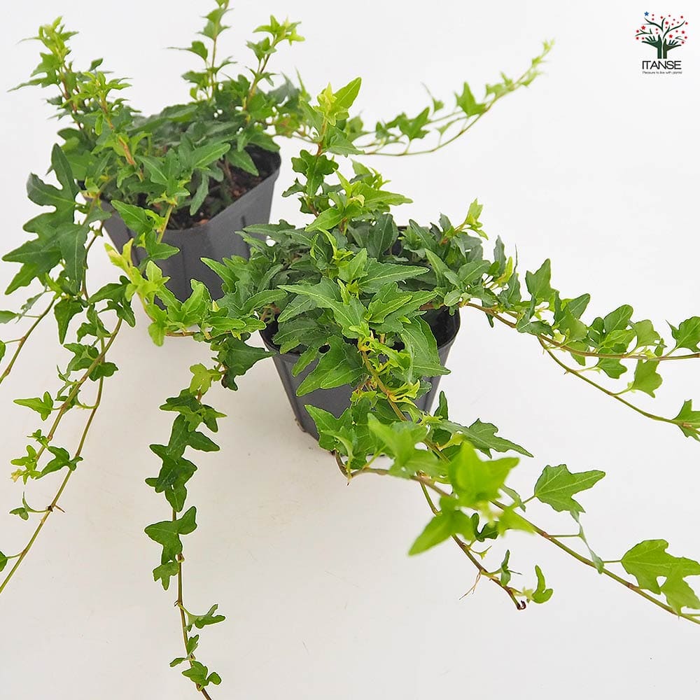 ヘデラ ラブグリーン 【観葉植物 3.5号】