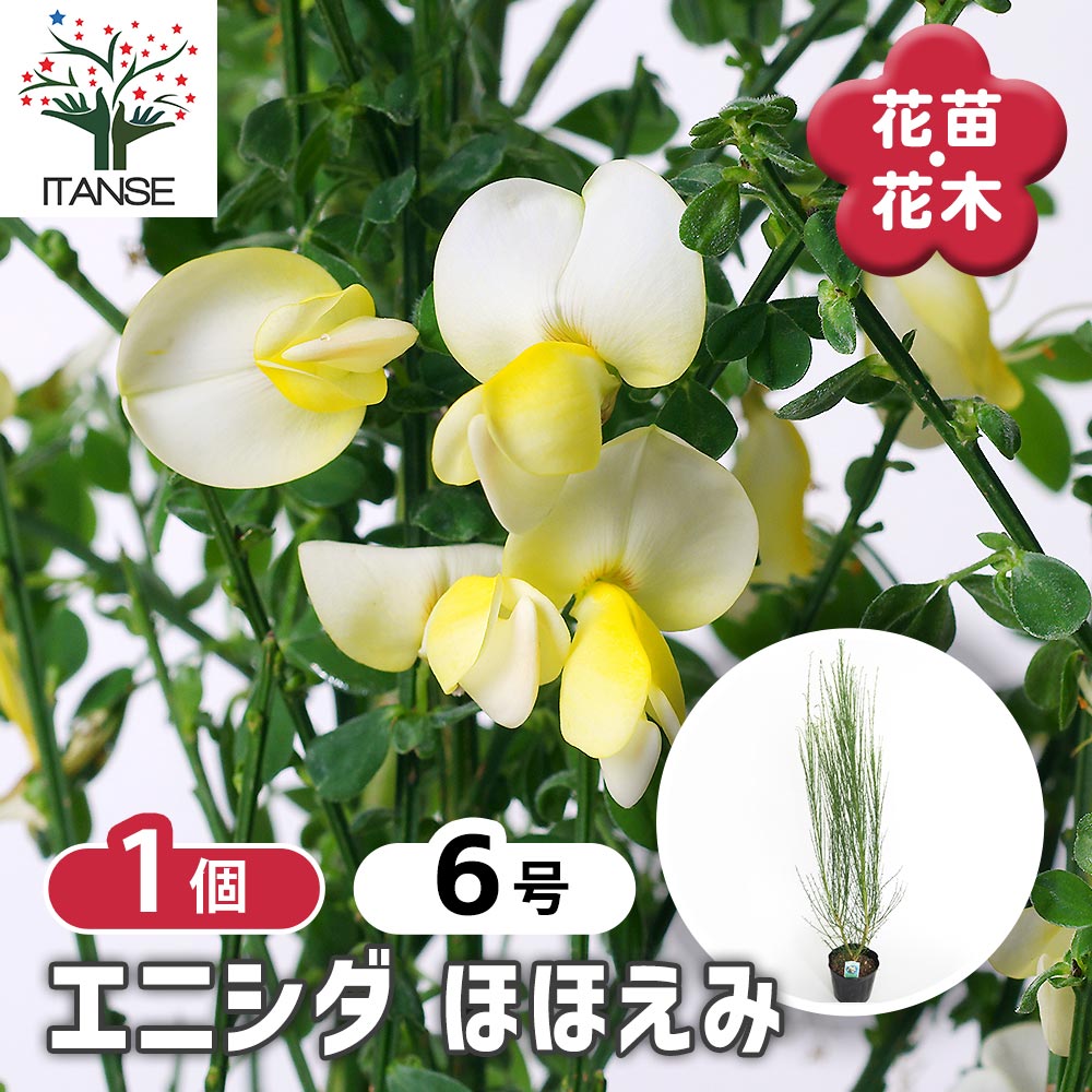 エニシダ ほほえみ 【花木苗 6号／1個売り】｜ 【植物のITANSE