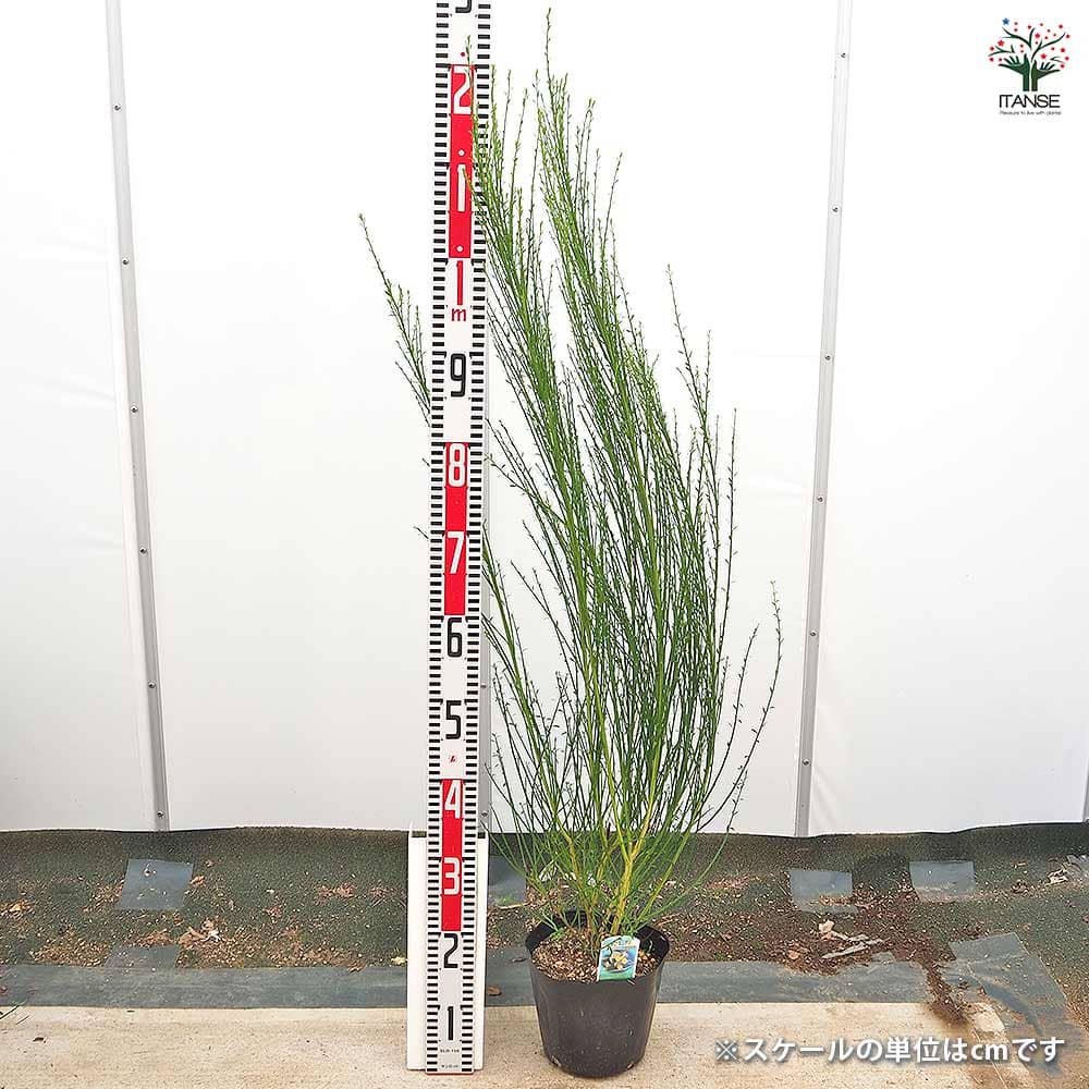 エニシダ ほほえみ 【花木苗 6号／1個売り】｜ 【植物のITANSE