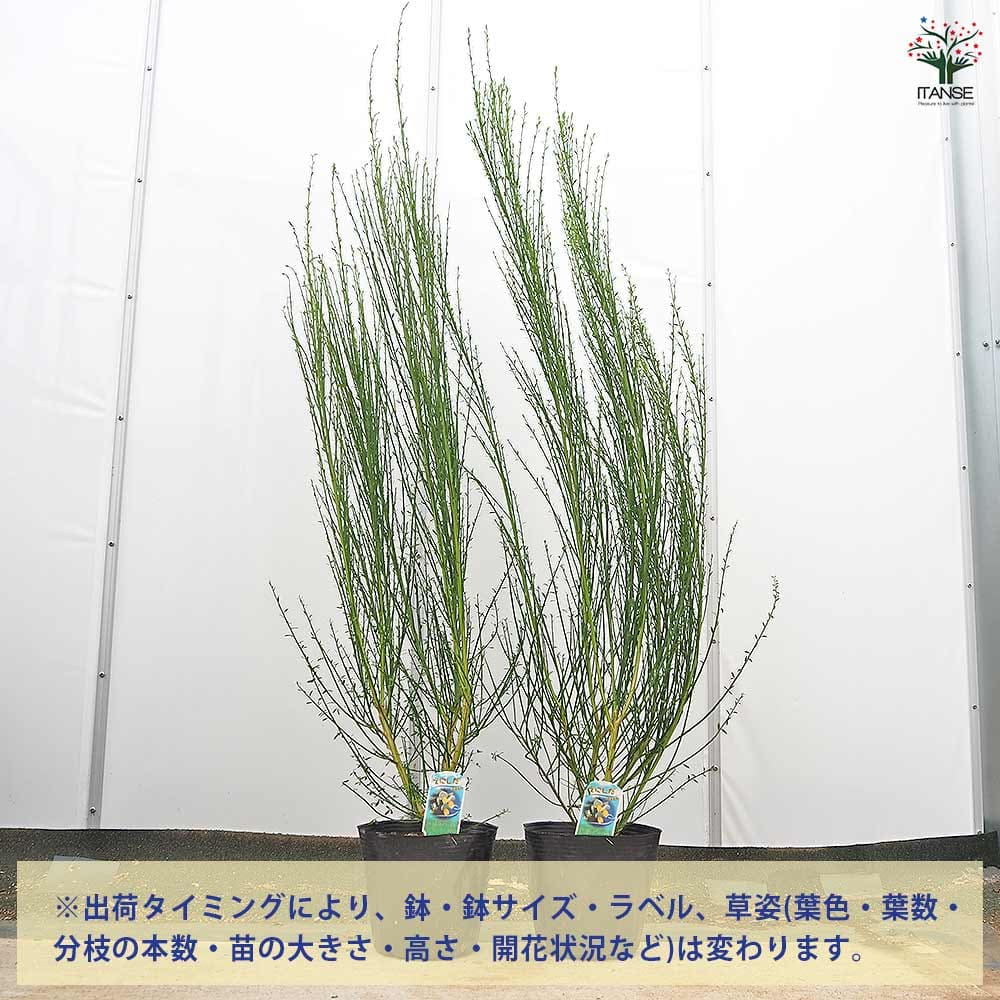 エニシダ ほほえみ 【花木苗 6号／1個売り】｜ 【植物のITANSE