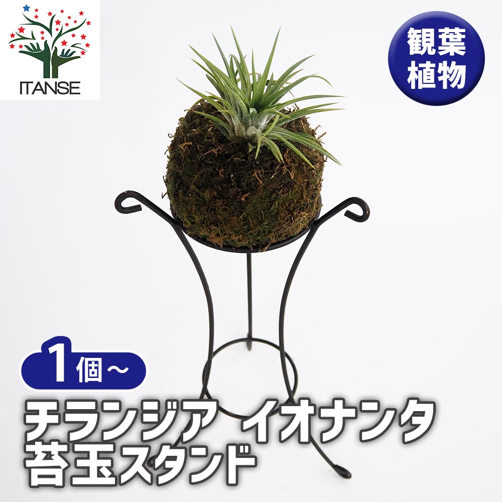 専用＊エアプランツ＆グリーン フェイクコ苔玉 【公式通販】