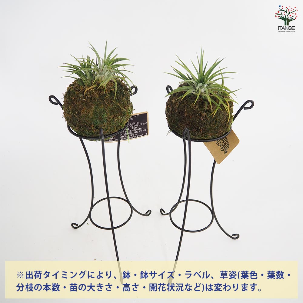 チランジア イオナンタ 苔玉スタンド 【エアプランツ ／1個売り