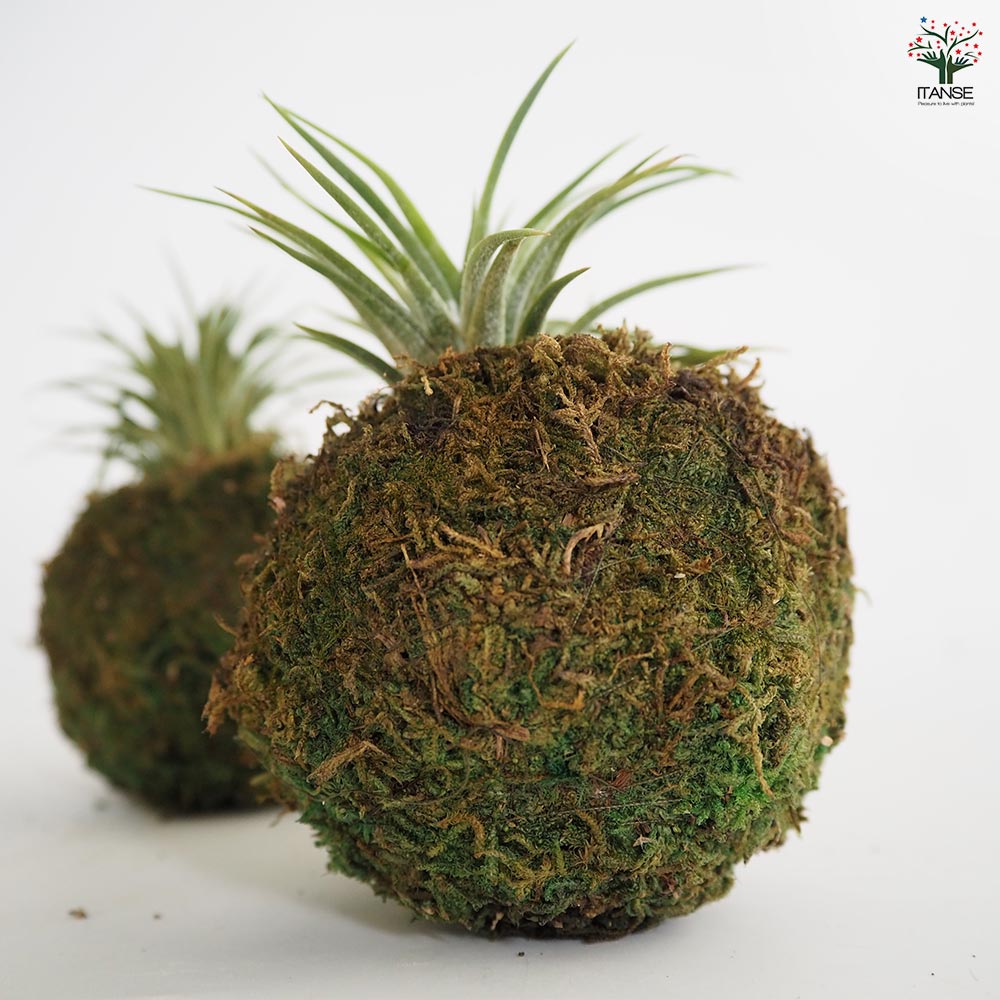 チランジア イオナンタ 苔玉スタンド 【エアプランツ ／1個売り