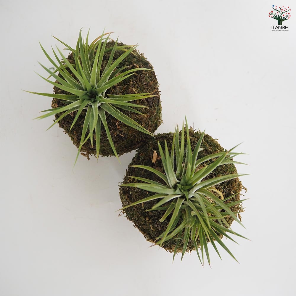 チランジア イオナンタ 苔玉スタンド 【エアプランツ ／1個売り