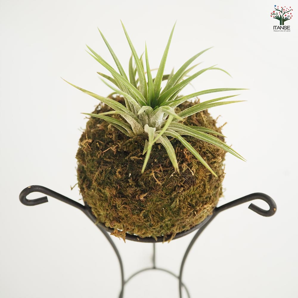 チランジア イオナンタ 苔玉スタンド 【エアプランツ ／1個売り