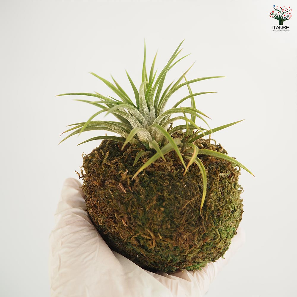 チランジア イオナンタ 苔玉スタンド 【エアプランツ ／1個売り