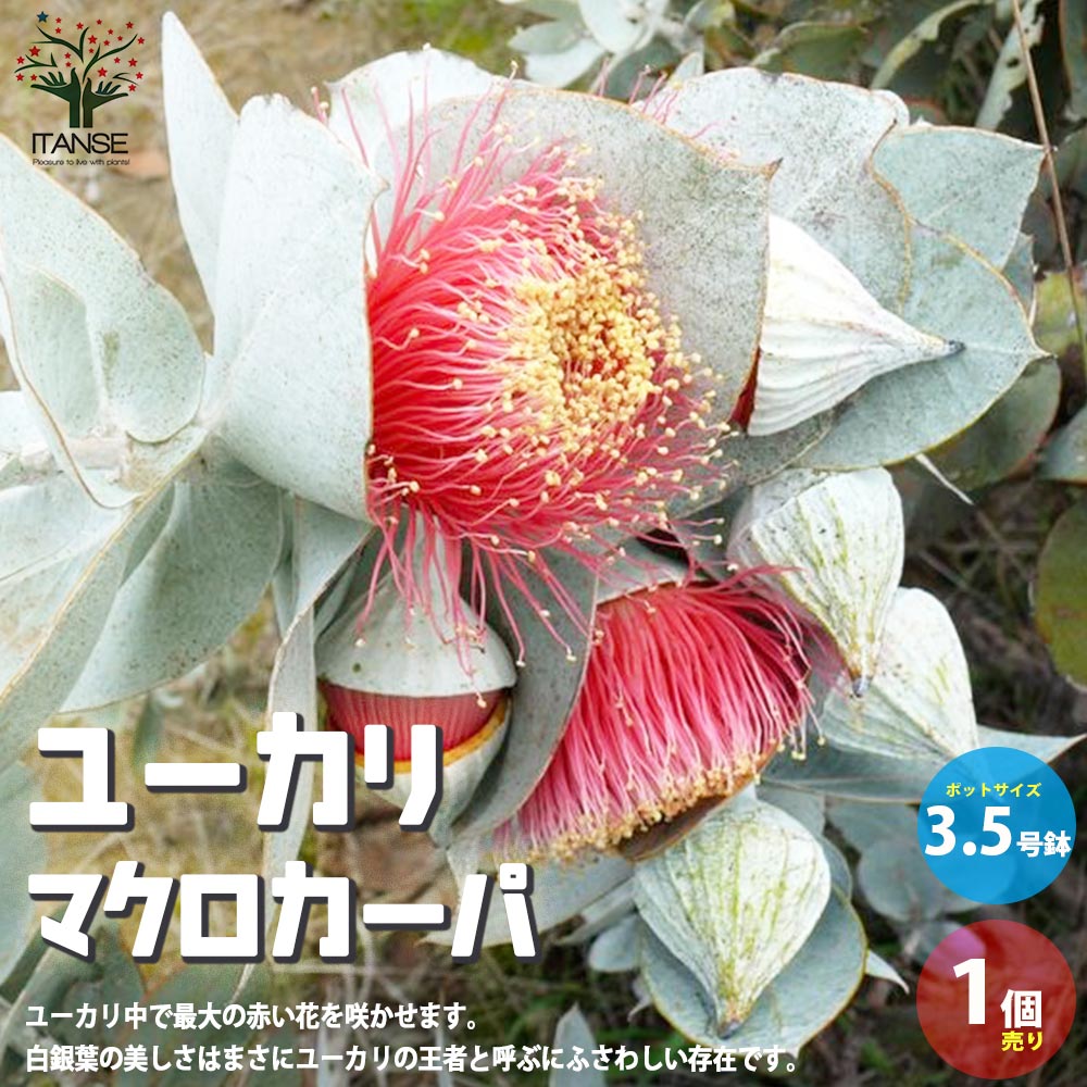 ユーカリ マクロカルパ【庭木 3.5号ポット／1個売り】