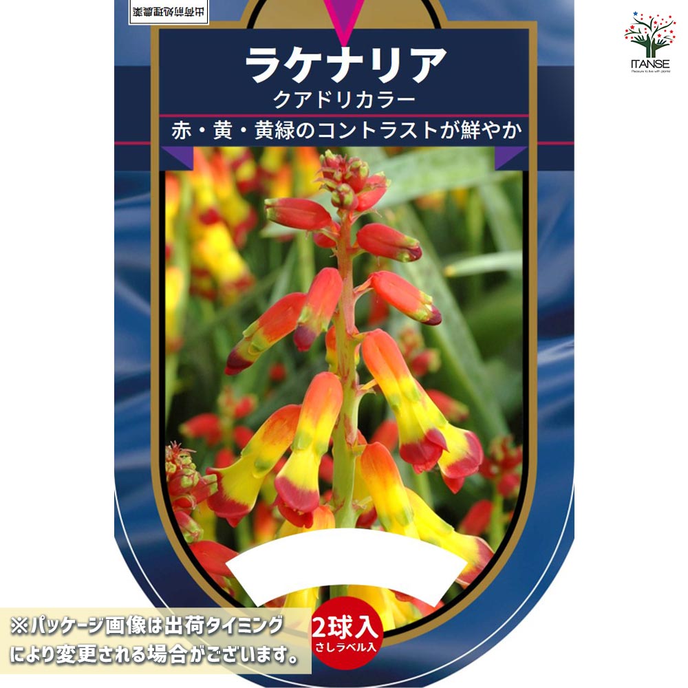 球根 ラケナリア クアドリカラー(赤～黄･緑) 【花球根 2球】