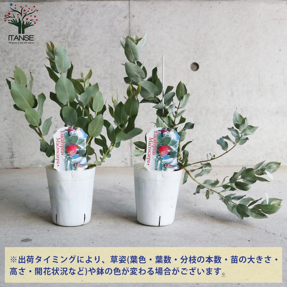 ユーカリ マクロカルパ【庭木 3.5号ポット／1個売り】