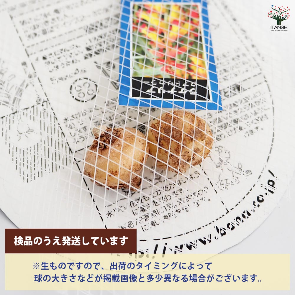 球根 ラケナリア クアドリカラー(赤～黄･緑) 【花球根 2球】