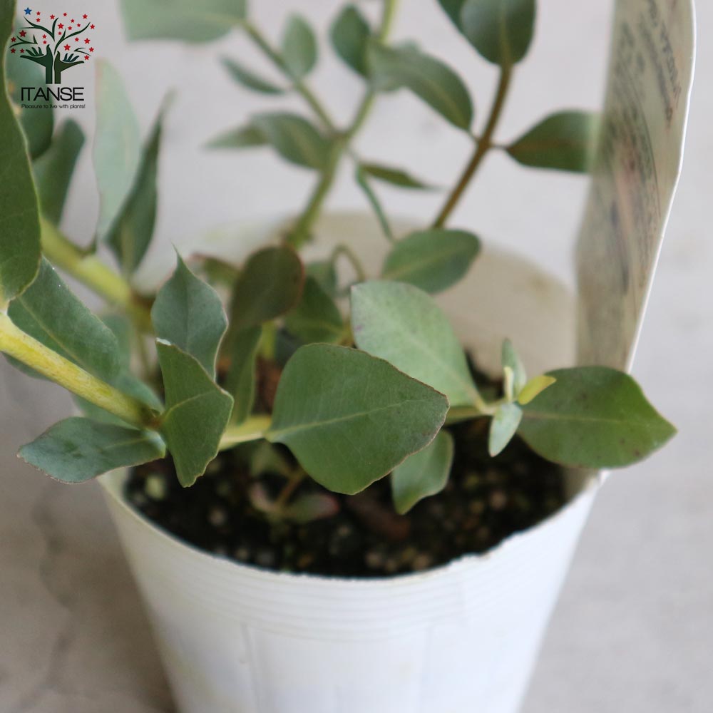 ユーカリ マクロカルパ【庭木 3.5号ポット／1個売り】