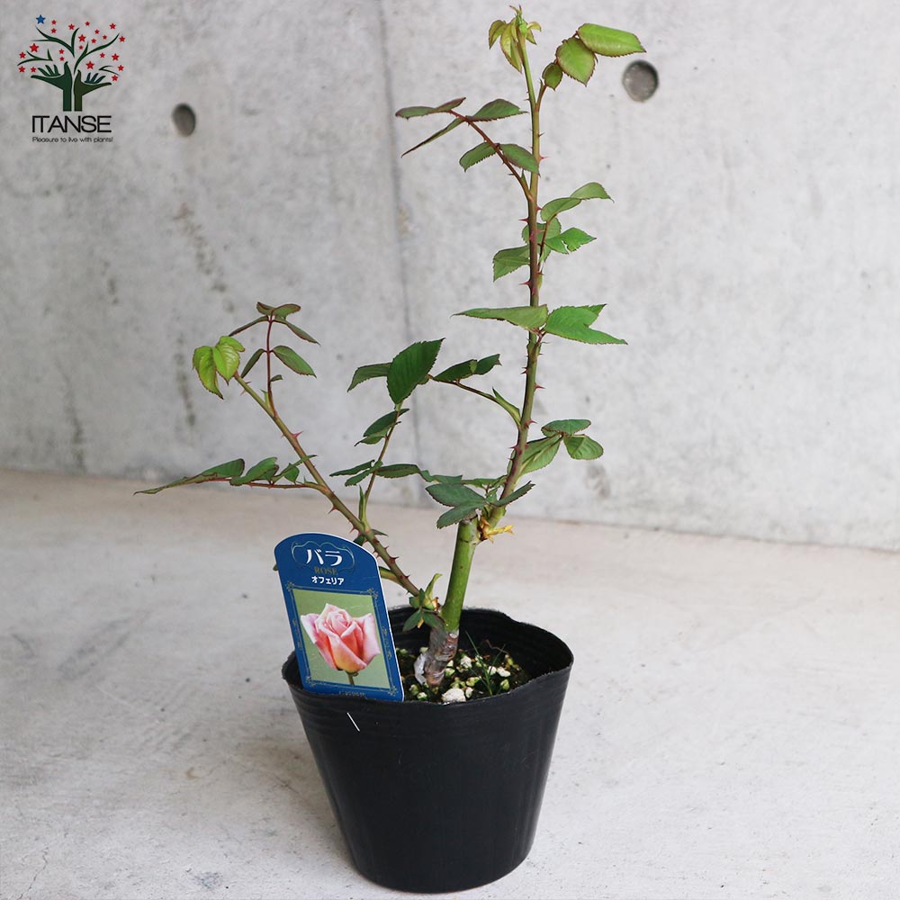 薔薇の苗 オフェリア (四季咲きハイブリッドティーローズ)【花苗新苗4