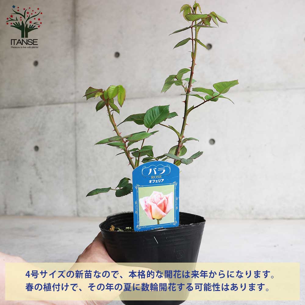 薔薇の苗 オフェリア (四季咲きハイブリッドティーローズ)【花苗新苗4