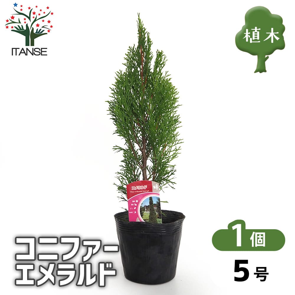 コニファー エメラルド 【庭木 5号／1個売り】