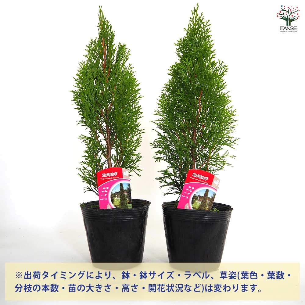 コニファー エメラルド 【庭木 5号／1個売り】