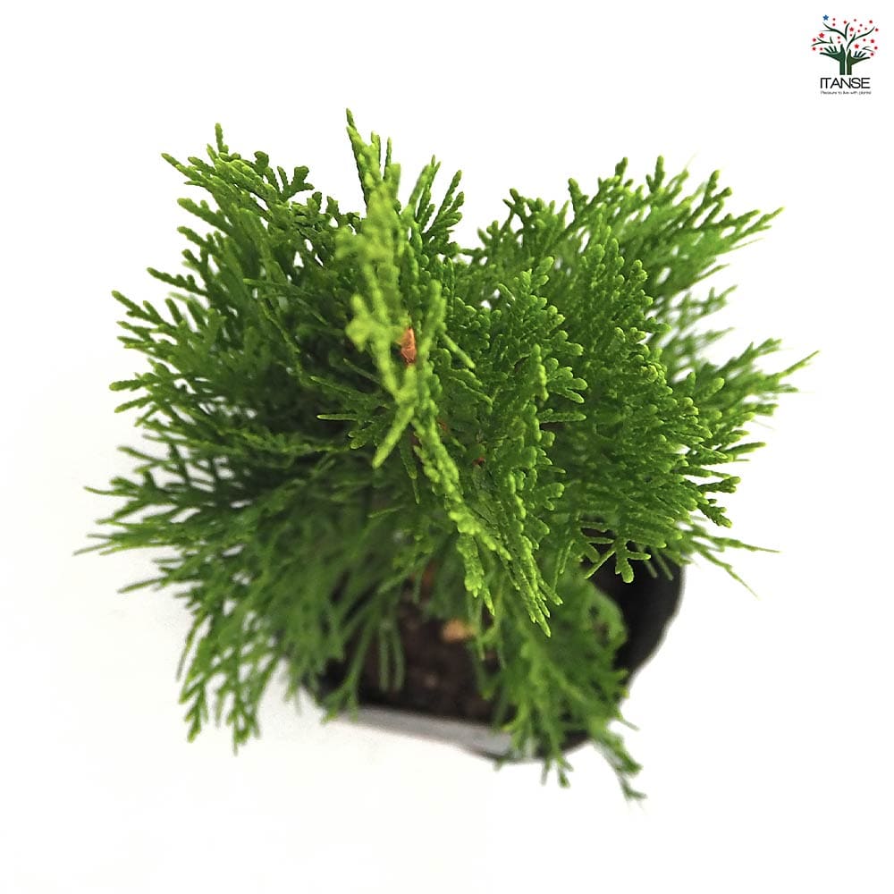 コニファー エメラルド 【庭木 5号／1個売り】