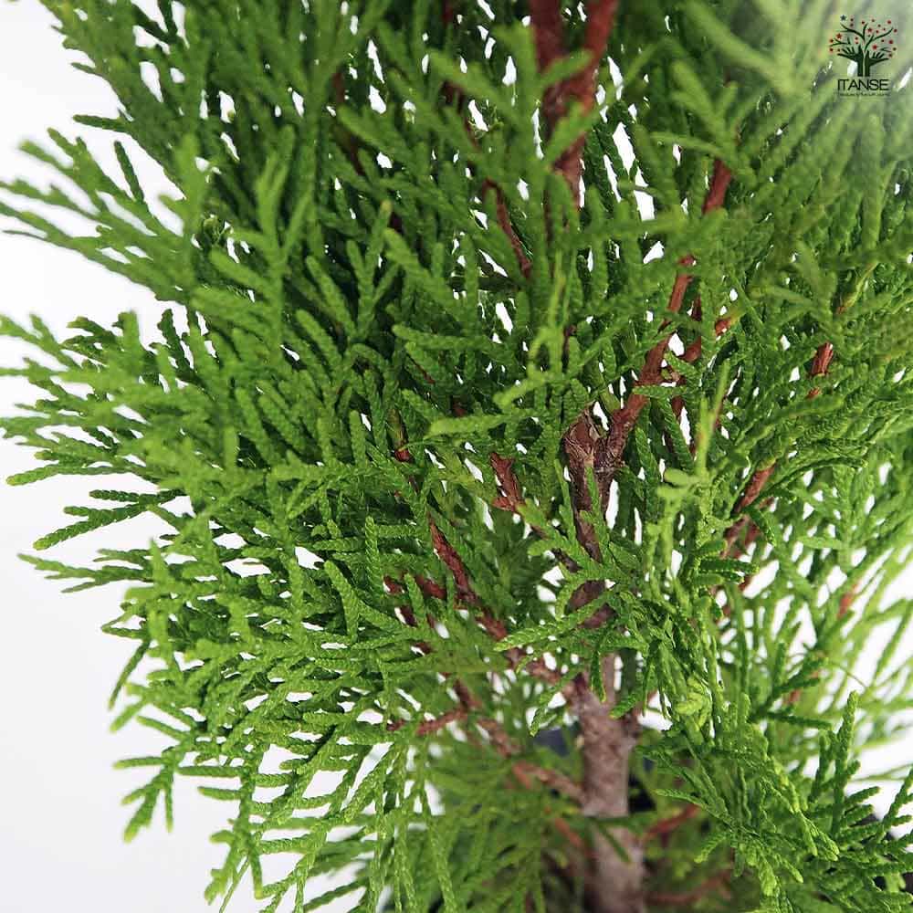 コニファー エメラルド 【庭木 5号／1個売り】