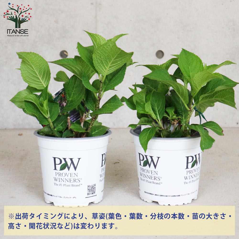 アジサイ レッツダンス リズミックブルー【花苗5号鉢／1個売り】