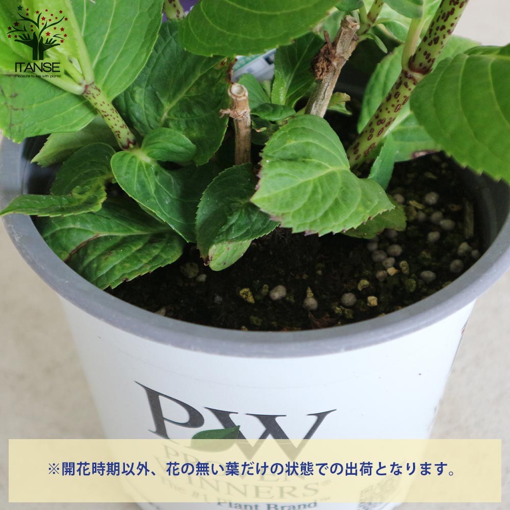 アジサイ レッツダンス リズミックブルー【花苗5号鉢／1個売り】