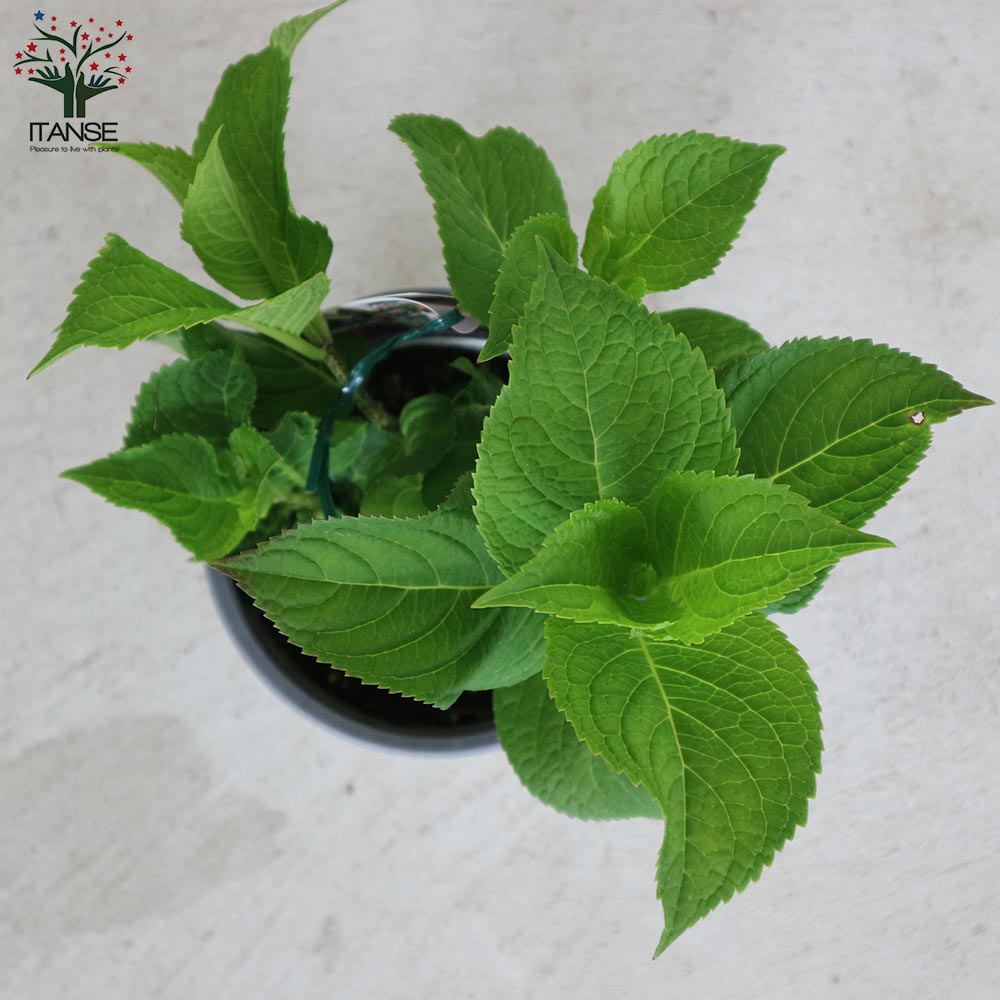 アジサイ レッツダンス リズミックブルー【花苗5号鉢／1個売り】