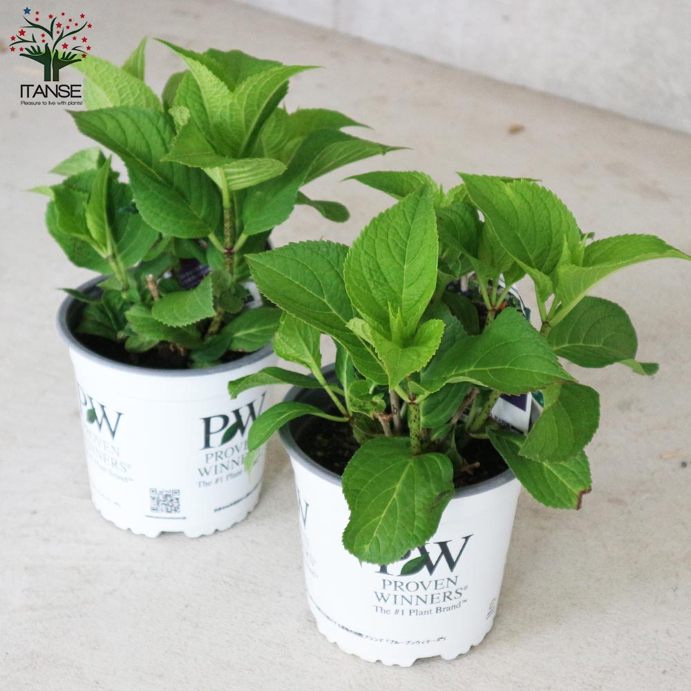 アジサイ レッツダンス リズミックブルー【花苗5号鉢／1個売り】