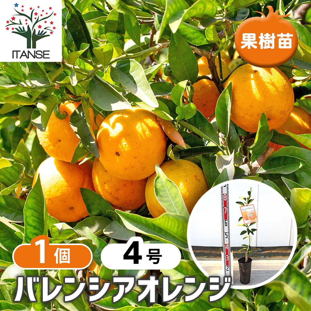 柑橘の苗 バレンシアオレンジ 【果樹の苗木 4号／1個売り】｜ 【植物の