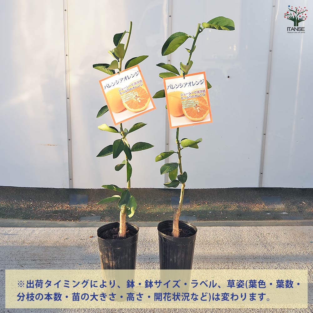 柑橘の苗 バレンシアオレンジ 【果樹の苗木 4号／1個売り】｜ 【植物の