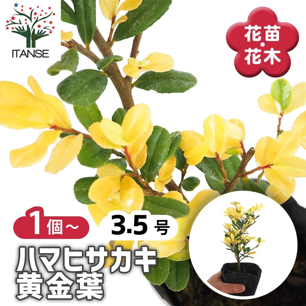 ハマヒサカキ 黄金葉 【庭木 3.5号】｜ 【植物のITANSE】全品