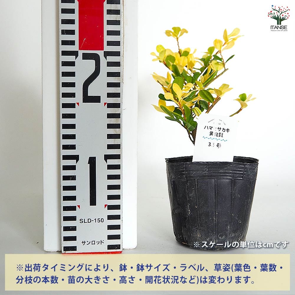 ハマヒサカキ 黄金葉 【庭木 3.5号】｜ 【植物のITANSE】全品
