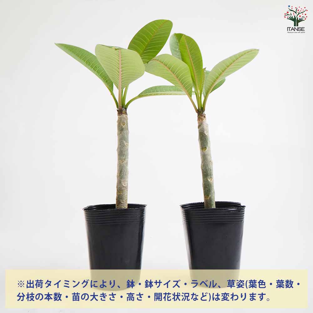プルメリア レインボー系【庭木 3.5号鉢 熱帯花木苗／1個売り