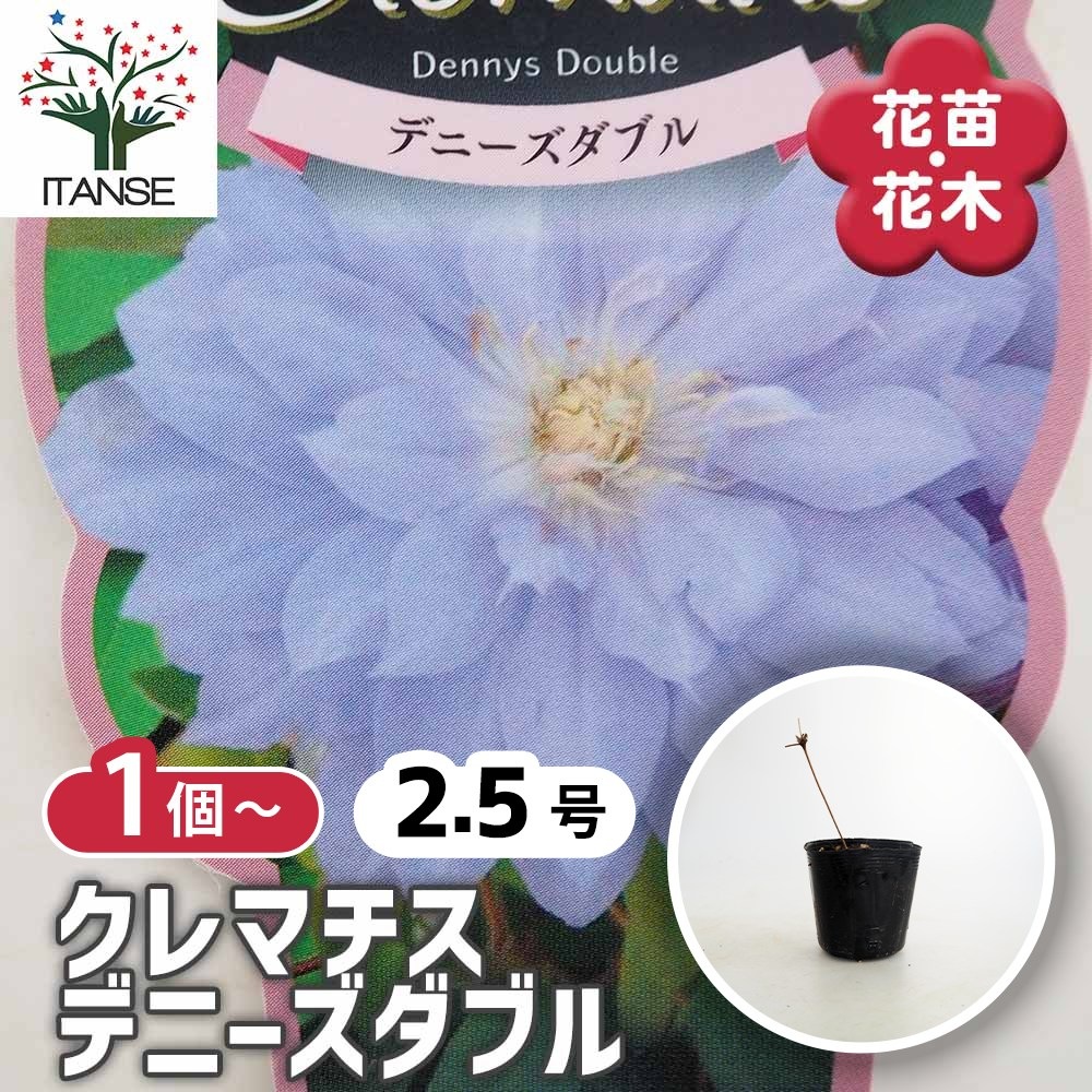 クレマチス デニーズダブル 【花苗 2.5号】｜ 【植物のITANSE
