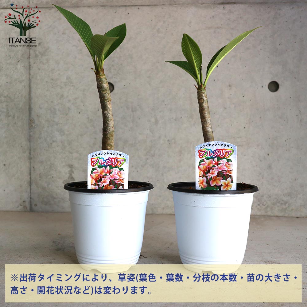 プルメリア苗　プルメリア　4鉢　４種 プルメリア苗木 品種：ラプソディー【花苗 5号鉢／1個売り