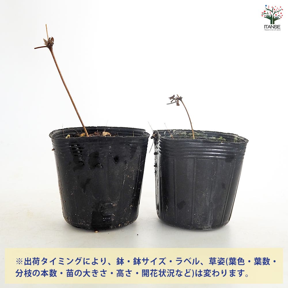 クレマチス デニーズダブル 【花苗 2.5号】｜ 【植物のITANSE