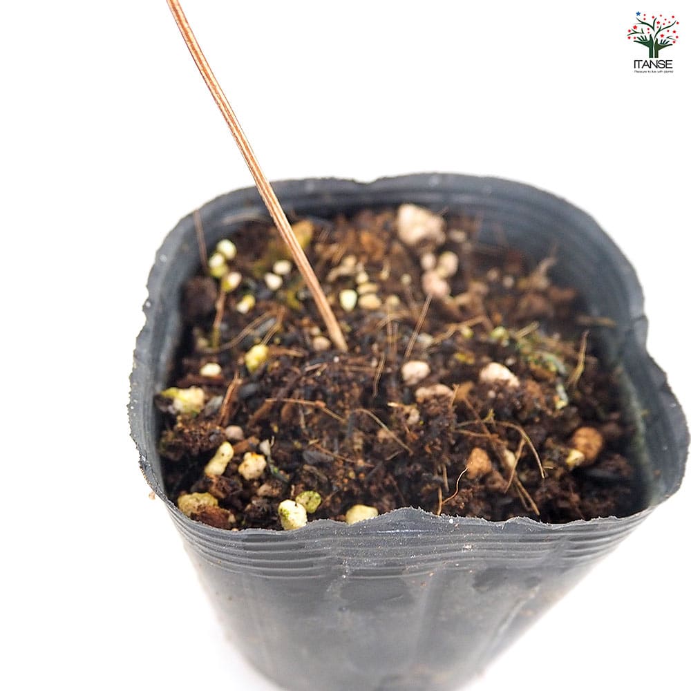 クレマチス デニーズダブル 【花苗 2.5号】｜ 【植物のITANSE