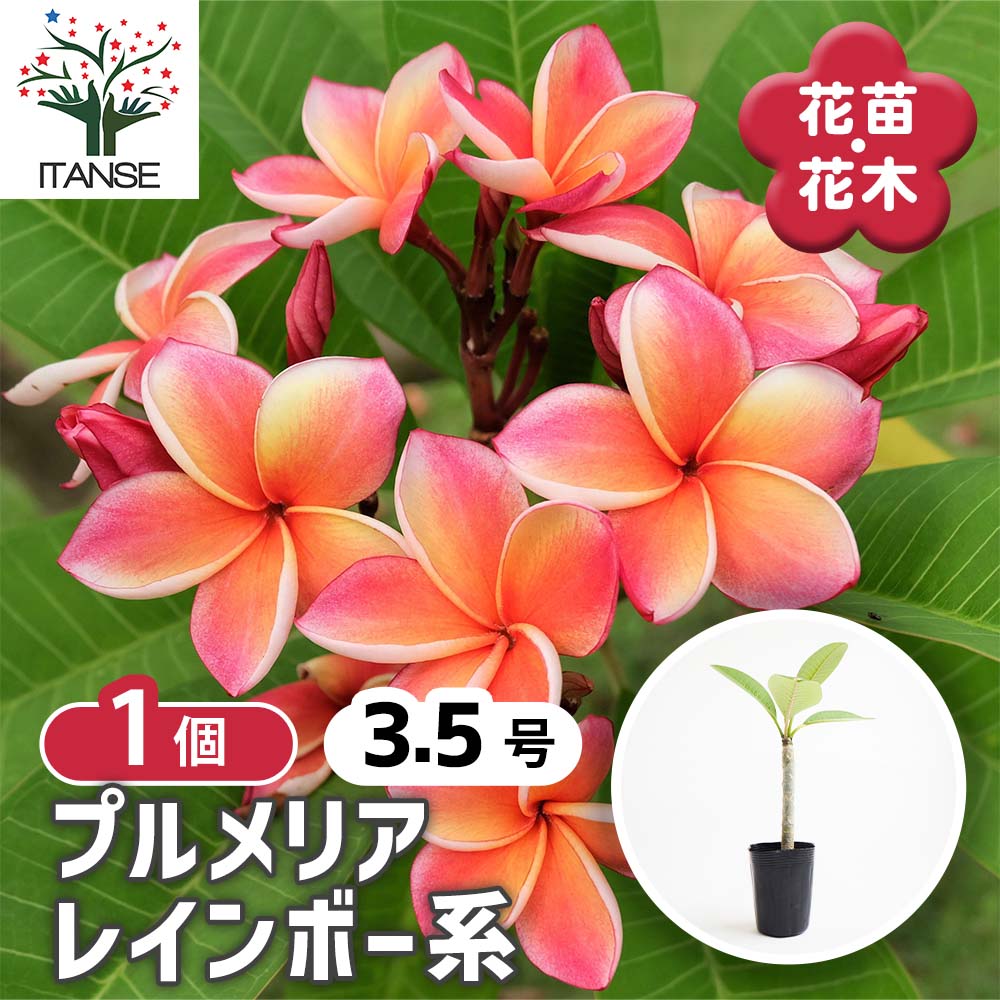 プルメリア レインボー系【庭木 3.5号鉢 熱帯花木苗／1個売り