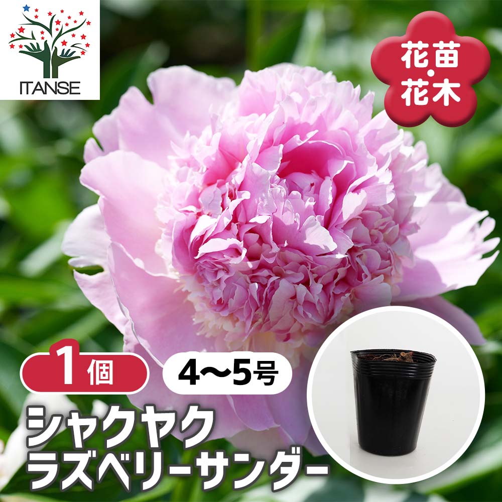 シャクヤク ラズベリーサンダー 【花木苗 4号／1個売り】｜ 【植物の