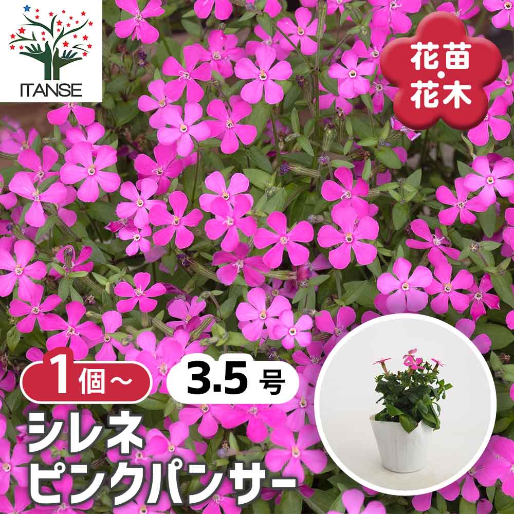 シレネ ピンクパンサー 【花苗 3.5号】｜ 【植物のITANSE】全品
