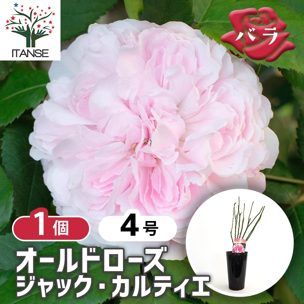 薔薇 ジャックカルティエ 接木苗【花苗 4号／1個売り】｜ 【植物の