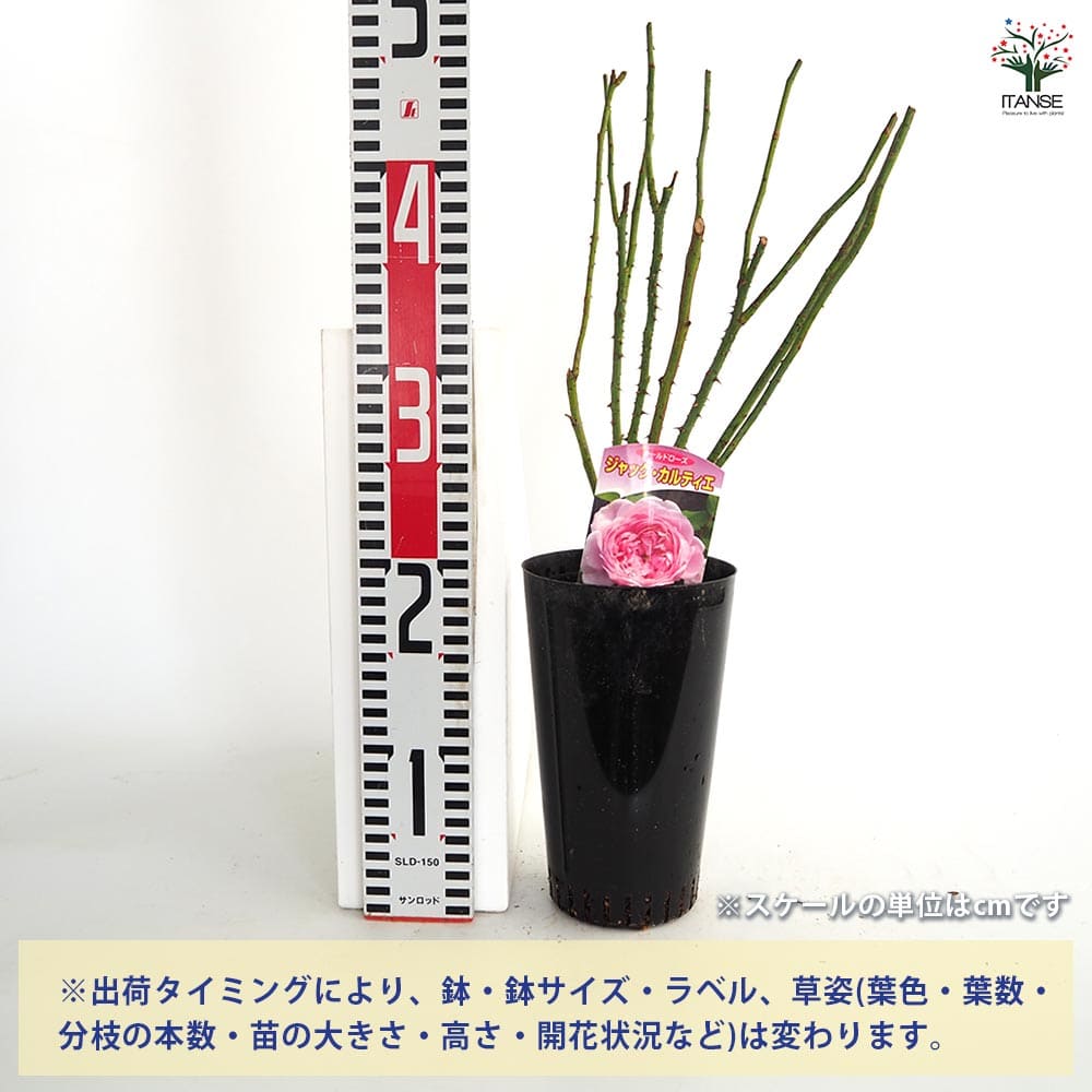 薔薇 ジャックカルティエ 接木苗【花苗 4号／1個売り】｜ 【植物の