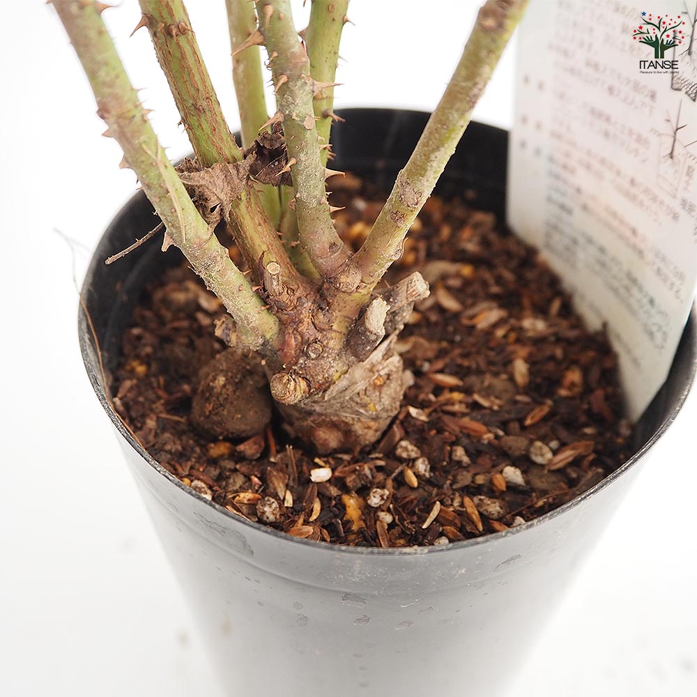 切花薔薇接木苗 薔薇 ジャックカルティエ 接木苗【花苗 4号／1個売り】｜ 【植物の