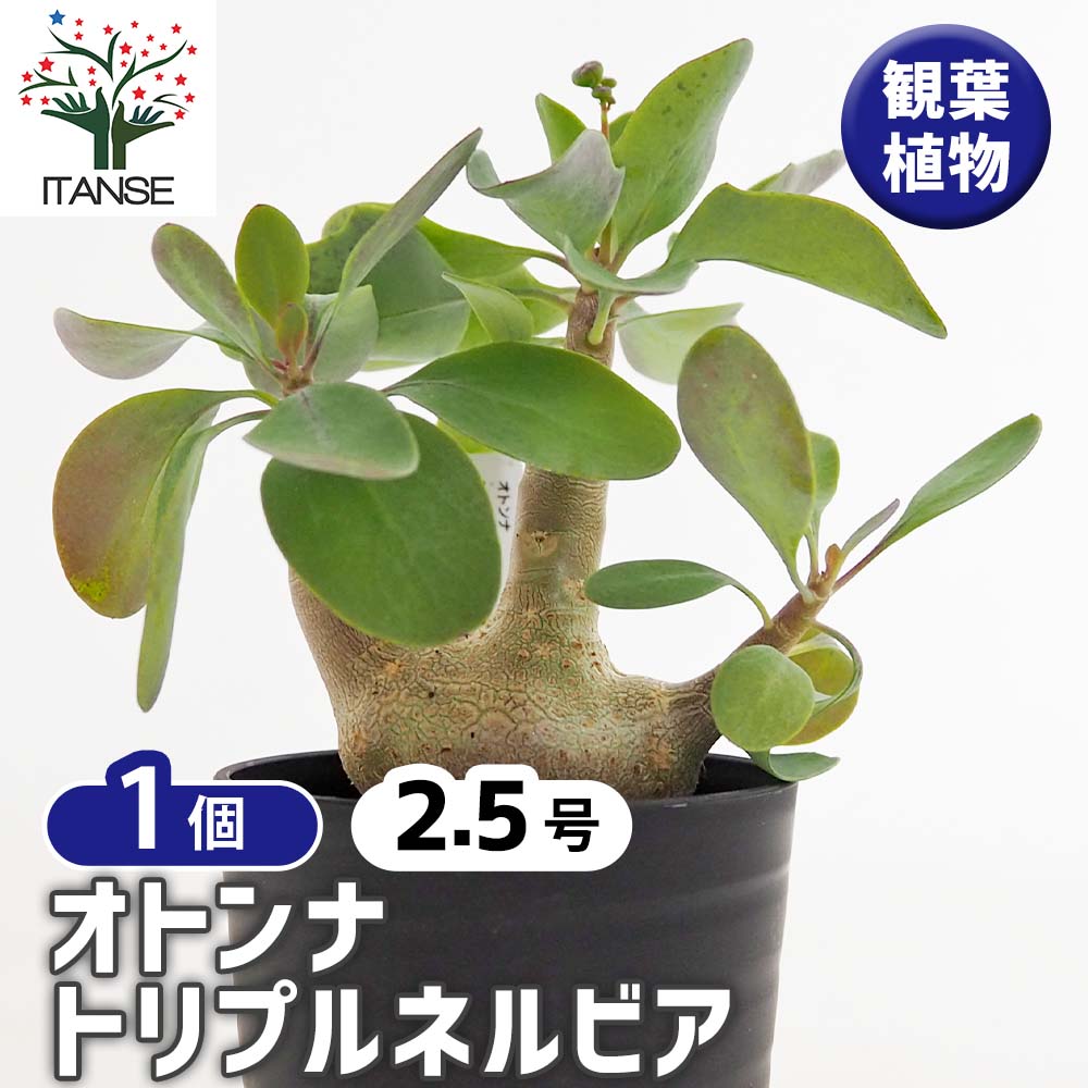 オトンナ トリプリネルビア 【観葉植物 2.5号／1個売り】｜ 【植物の